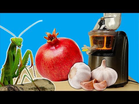 Сок из Граната и Чеснока! Печальные новости про Богомола! Бедная соковыжималка. alex boyko
