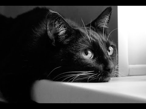 ВЫЙДУ НОЧЬЮ В КУХНЮ С КОТОМ