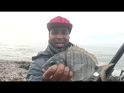 #تقنيات صيد بلقصبة مع الرايس محجوب. صيد #الشرغو اول ايام عام جديد في #مصايد بحر سلا#FishingVlog