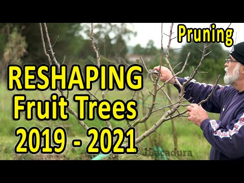 RESHAPING an APPLE TREE in 3 YEARS | Pruning Fruit Trees