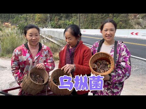 阿恋跟着婆婆上山找菌子掉进了枞菌窝，开心的不得了，都收获满满