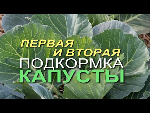 КАК ВЫРАСТИТЬ КРЕПКУЮ, СОЧНУЮ И ВКУСНУЮ КАПУСТУ! Советы от ЗЕЛЕНОГО ОГОРОДА!
