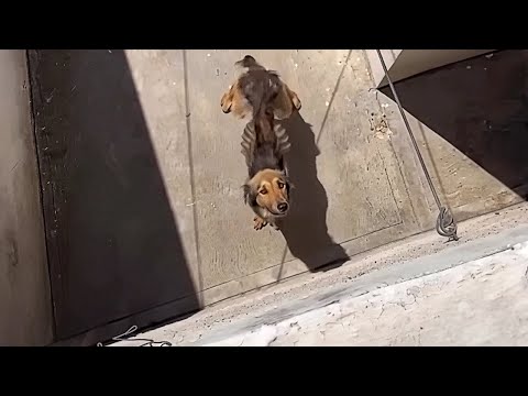 No Food, No Love – Locked Up, Starved, He Cried Everyday Begging for Help to No Avail