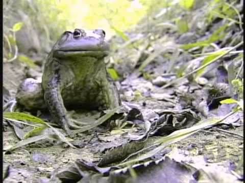 生態危機入侵台灣的外來種動物