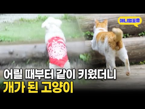 새끼 고양이를 강아지랑 같이 키웠더니 ㅋㅋㅋㅋ I KBS 반려동물극장 240315 방송