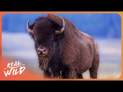 Surviving Yellowstone: A Year in the Wild