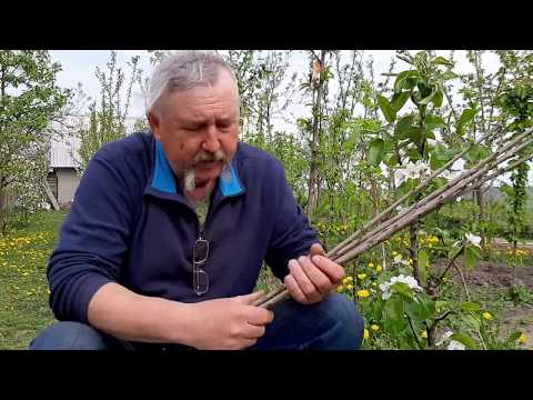 Когда заготавливать и как хранить ЧЕРЕНКИ для весенней и зимней прививки