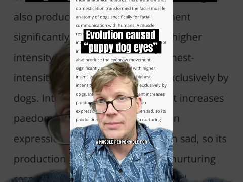 Did dogs develop eyebrow muscles to communicate with humans?