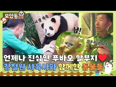 [#모았동물농장] 푸바오 할아버지 강바오!!🐼 강철원 사육사와 함께한 동물 모음♥️ #TV동물농장 #AnimalFarm #SBSstory