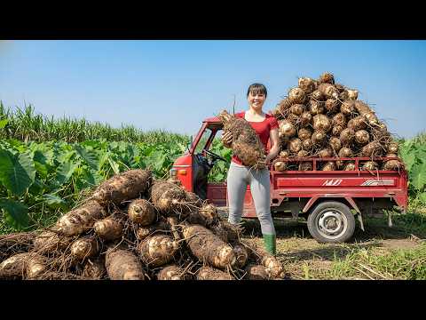 TIMELAPSE — Harvesting Tons of Giant Taro Roots, 3-Wheeled Truck Fully Loaded & Sold Out Instantly!