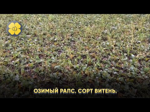Озимый рапс. Сорт Витень. 