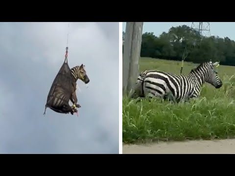 Owners of Ed, the Captured Pet Zebra, Speak Out