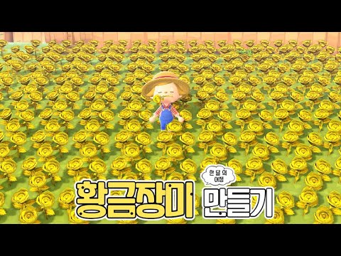 이제 부자다! 황금장미 교배하기! | 모동숲 일상 ACNH