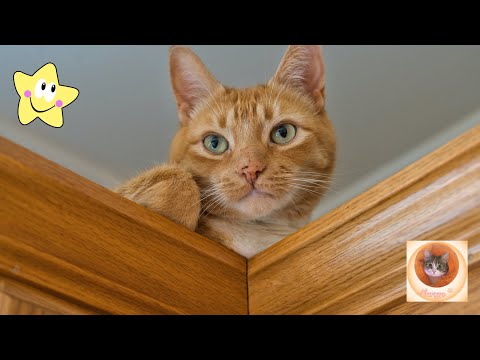 Смехотворные кошачьи капризы: самые забавные моменты