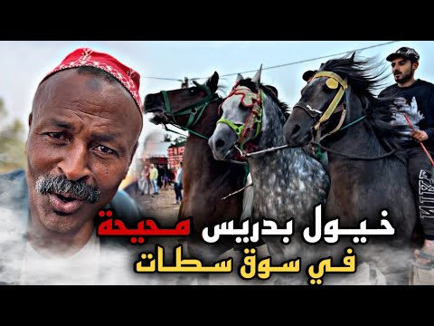 🚨 سـوق سـطات مع بـدريس شرا عود زرك ملـيح باعوا فلبلاصة 😱 ناس شياضمة وهذا هو تمن باش باعوا …