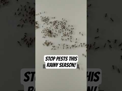 Why Roaches & Ants Invade Homes When It Rains