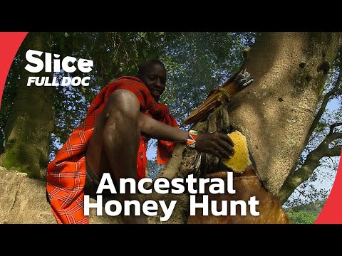Kenya’s N'Dorobo: Traditional Honey Hunting with a Bird | FULL DOCUMENTARY