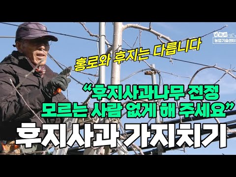 후지 사과나무 가지치기 홍로와는 다른 후지사과 전정방법 (강사 유병욱)