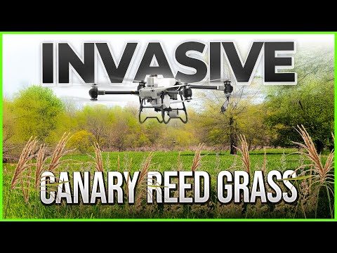 Invasive Canary Reed Grass Controlled with Spray Drones in Wetlands