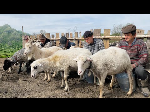 How do shepherds live in the mountains? Hard daily work in the highlands
