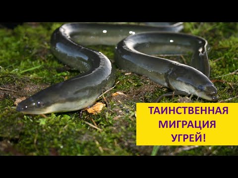 The Life and Amazing Journeys of Eels. Natalia Nosova