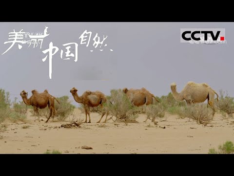 【ENG】荒漠动物大揭秘！沙漠之舟骆驼、大耳沙蜥、候鸟黑鹳......《美丽中国自然》内蒙古·蒙西系列【CCTV纪录】