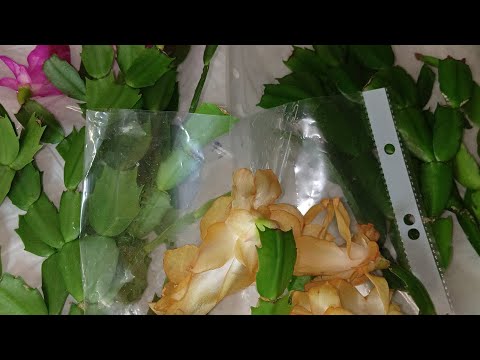 Декабрист (Шлюмбергера). Размножение, укоренение и уход. Букет из декабристов.