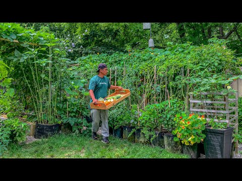 Yes! it's possible to grow enough food for the family with just 2 garden beds, here's how we did it!