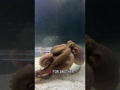 Wanda the octopus eats crabs
