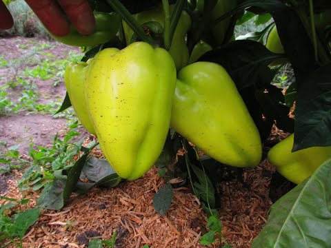 КАК ВЫРАСТИТЬ КРАСИВЫЙ ПЕРЕЦ. Чтобы перец был урожайным...