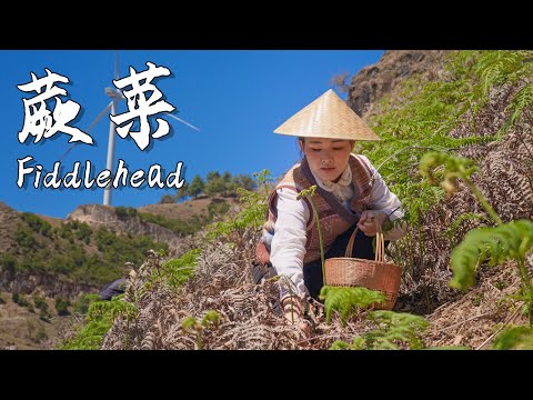 The King of Wild Greens – Fiddlehead Ferns: a delicacy that fights to thrive in barren soil.