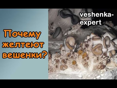 Why do oyster mushrooms turn yellow? Episode 4