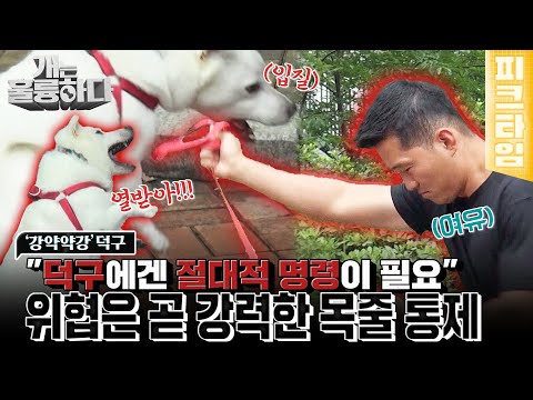 [#피크타임] 약자 앞에서 더 강해지는 덕구! 절대적 명령으로 통제해야 해요 | #개는훌륭하다 | KBS 220815 방송