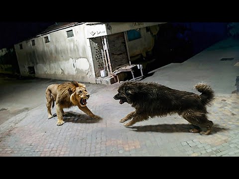 One in a Billion: Animal Moments Captured on Camera