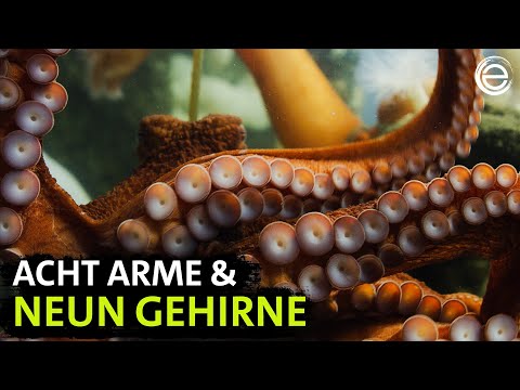 Riesenkraken – Geheimnisvolle Wesen aus der Tiefe | Erlebnis Erde