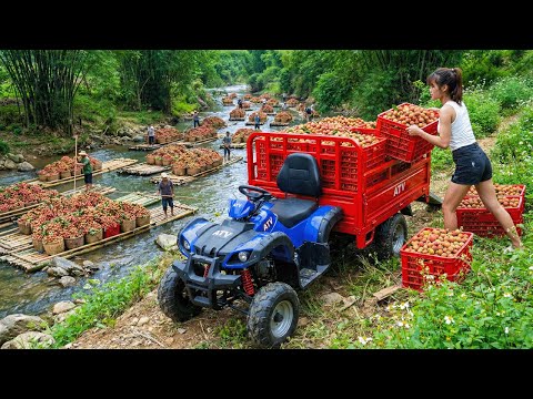 I Used A Four Wheel Vehicle to Harvest Lychees and Made a FORTUNE