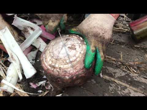 Как вырастить бананы