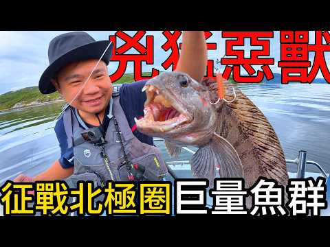 活鱈魚長這樣丨挪威北極圈爆量鱈魚大軍，意外釣獲海底惡霸@打魚王翔哥 丨Numerous cods found in the Arctic Ocean within the Arctic Circle