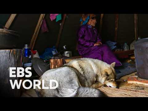 How Humans Managed To Tame Ferocious Wild Wolves #PICKDOCU