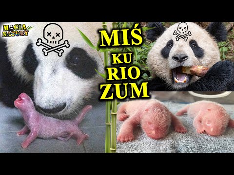 Vegetarian Carnivore - PANDA ❌️ Nature's Error?