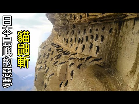 [生物放大鏡] 日本引入"蛇殺手"25年後的結果嚇壞所有人 | 神奇寶貝 貓鼬斬 vs 飯匙蛇的真實故事 | 琉球群島的噩夢