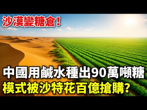 沙漠變糖倉！中國用鹹水種出90萬噸糖，比瑞士一年吃的還多，模式被沙特花百億搶購？