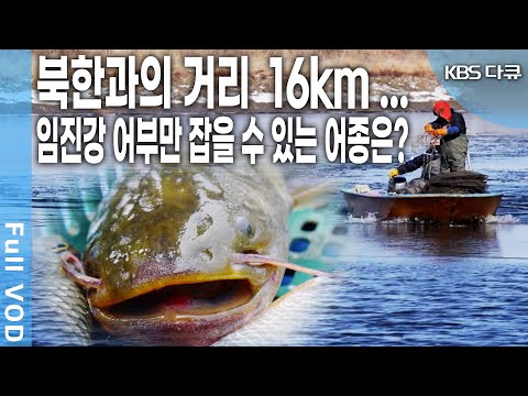 16km from North Korea... Is there a fish found only in the Imjin River? | KBS 20180407 Broadcast