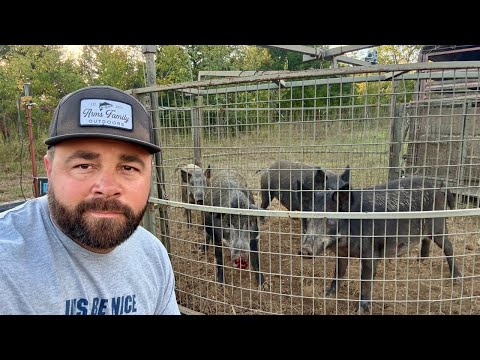 Did We Just Catch 40 Wild Pigs?