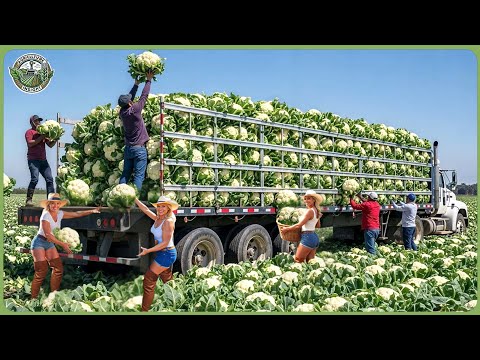 How Millions of Tons of Broccoli Are Harvested – Incredible Broccoli & Cauliflower Processing