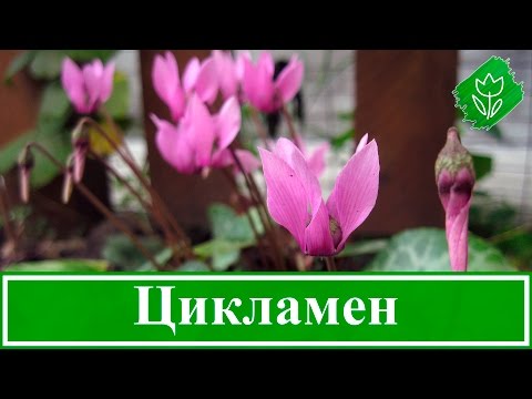 Уход за цикламеном в домашних условиях