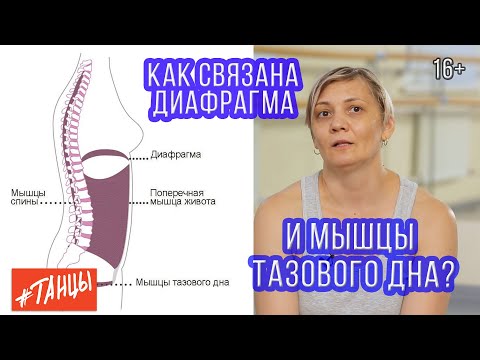 How the diaphragm and pelvic floor muscles are connected. We explore this with Ksenia Korneichuk.