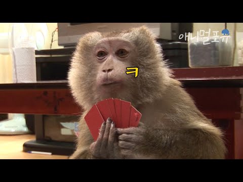 원숭이 손은 사람 눈보다 빠르다🐒 밑장 빼는 원숭이 타짜의 보고도 믿을 수 없는 손 기술;; | KBS 생생 정보통 100805 방송