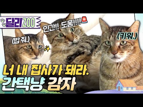 [🐕#달리ZOO] 집은 없고요, 집사는 많아요😺 쇼핑몰 전체가 내 놀이터! 자유로운 고양이 감자🥔  #TV동물농장 #달리 #DALI #세계고양이의날