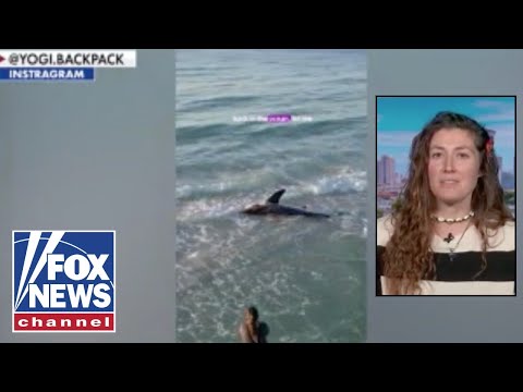 ‘My heart dropped’: Florida woman describes saving great white shark